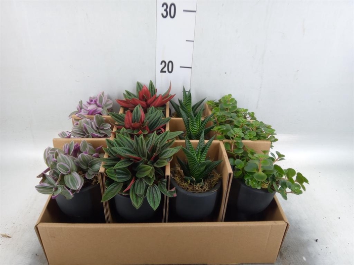 <h4>Arr. Kamerplant Groen L%</h4>