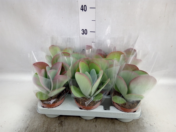 <h4>Kalanchoe NF thyrsiflora 'Red Lips'</h4>