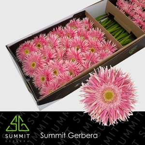 Gerbera Spider Crossette Doos