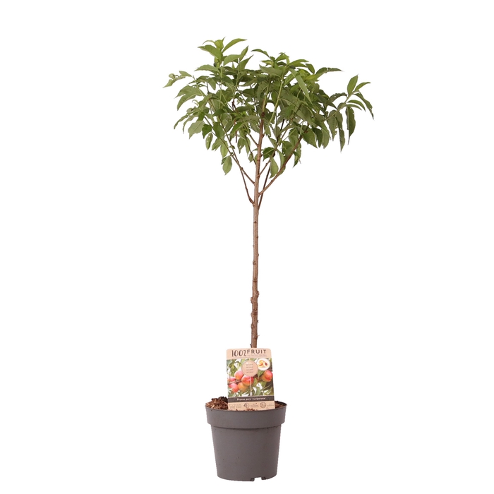 <h4>Prunus Nuc Nectarine Patioboom</h4>