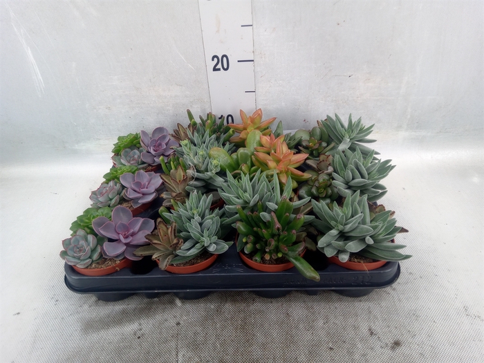 <h4>Succulents   ...</h4>