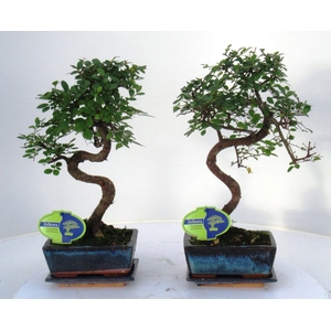 Zelkova parvifolia, 15cm., shape, with driptray