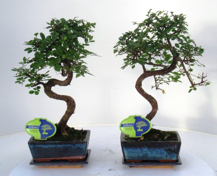 <h4>Zelkova parvifolia, 15cm., shape, with driptray</h4>