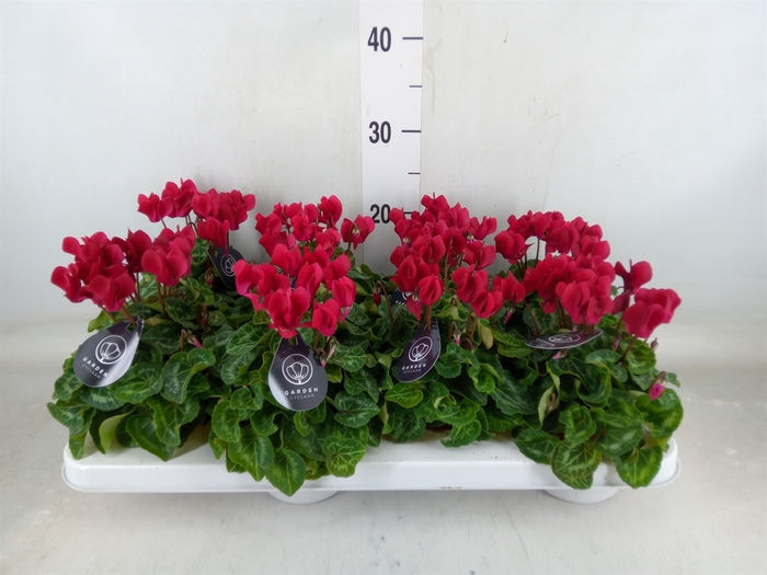 <h4>Cyclamen KL   ...patio</h4>