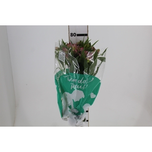 ALSTROEMERIA PAMELA 080 CM