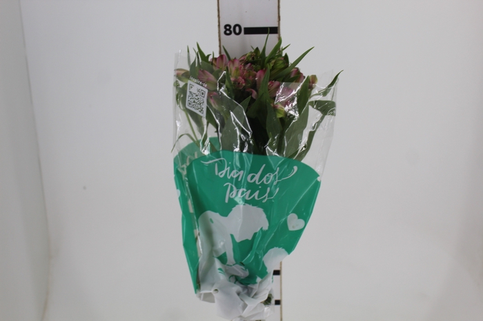<h4>ALSTROEMERIA PAMELA 080 CM</h4>