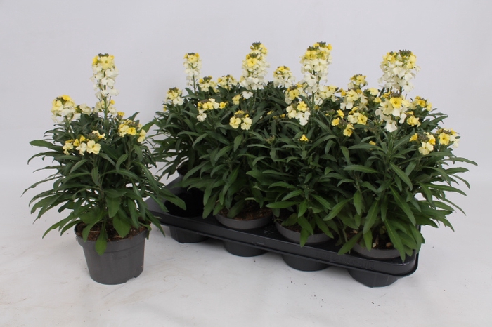 <h4>ERYS LEY LEMON GLOW</h4>