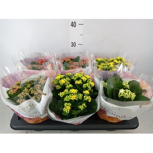 Kalanchoe blos. 'RoyalDon'   ..mix