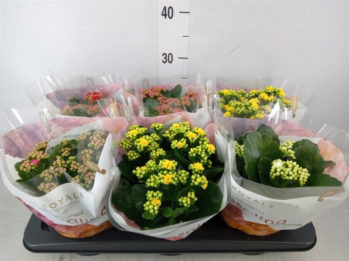 <h4>Kalanchoe blos. 'RoyalDon'   ..mix</h4>