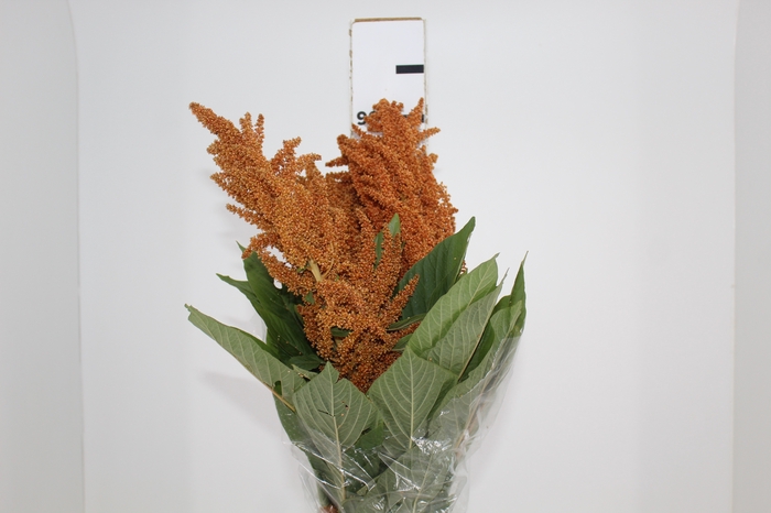 <h4>AMARANTHUS DOURADO 070 CM</h4>