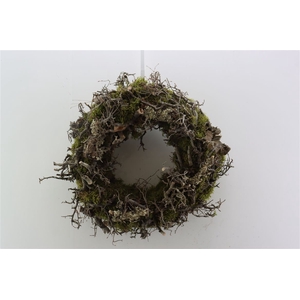 Wr Moss Larix Bonsai 45cm