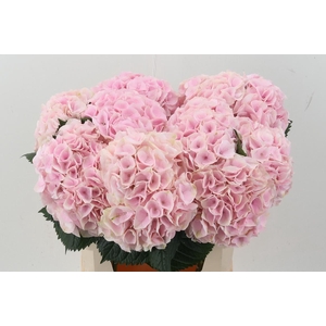 Hydr M My Pinktou Rz