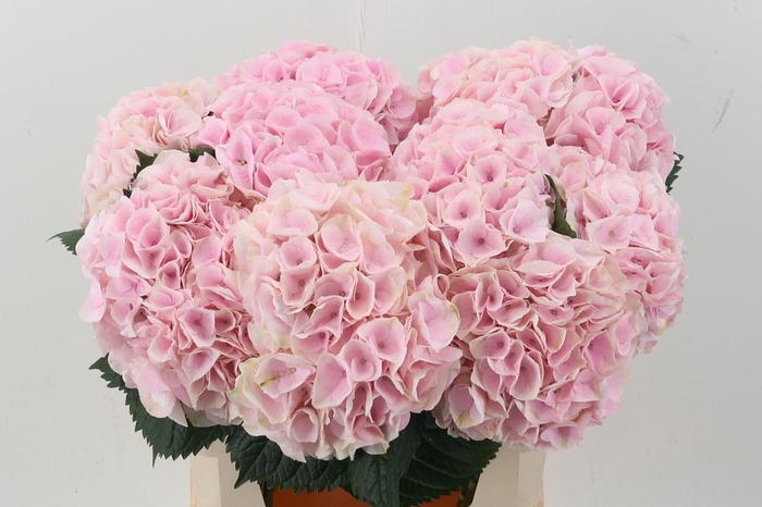 <h4>Hydr M My Pinktou Rz</h4>