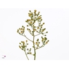 ROSA MAG GOLD 125CM