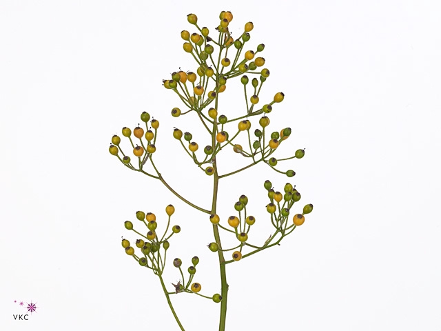 ROSA MAG GOLD 125CM