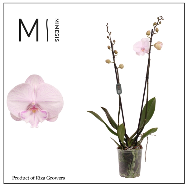 <h4>Mimesis Phal. Ambon - 2 spike 12cm</h4>