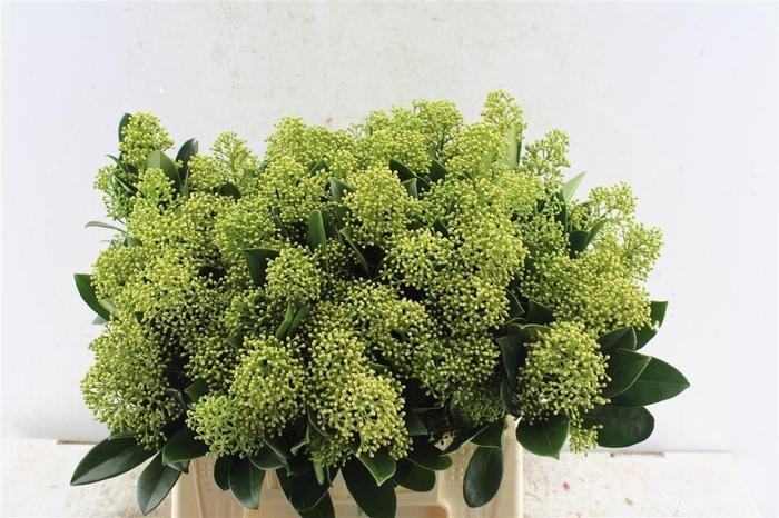 <h4>Skimmia Mag Finchy</h4>