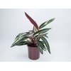 CALATHEA TRIALSTAR P23