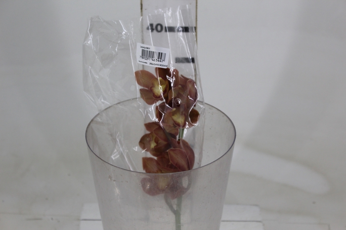 <h4>CYMBIDIUM HT MIN 5 FLS LARANJA</h4>