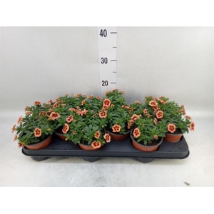 Calibrachoa  'Minifam Orange'