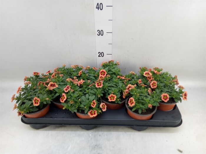 <h4>Calibrachoa  'Minifam Orange'</h4>