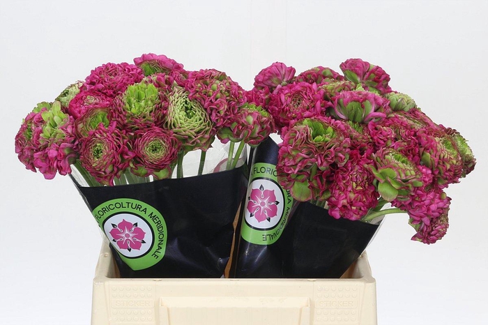 <h4>Ranunculus Pon Pon Fanny Extra</h4>
