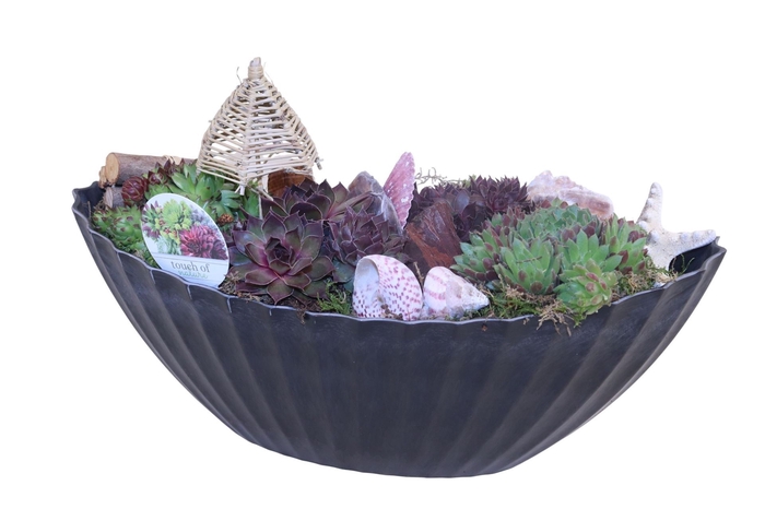 <h4>Arr.  Sempervivum L%</h4>