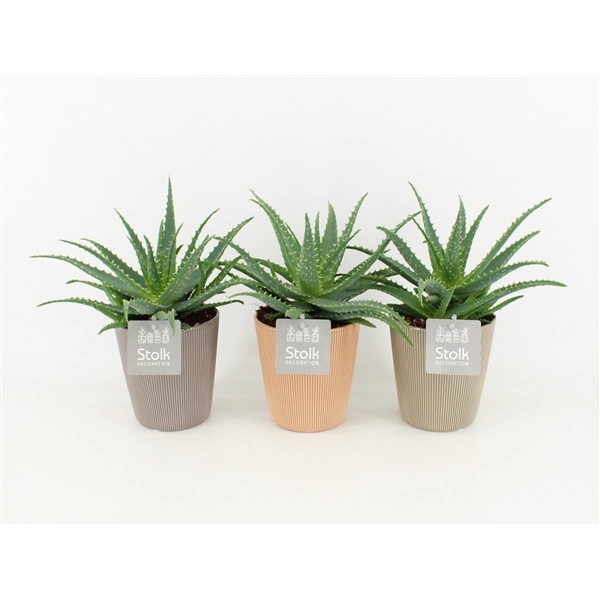 <h4>Aloe Arborescens in Ruby Keramiek</h4>