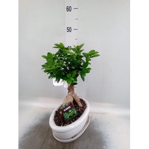 Ficus microcarpa 'Ginseng'
