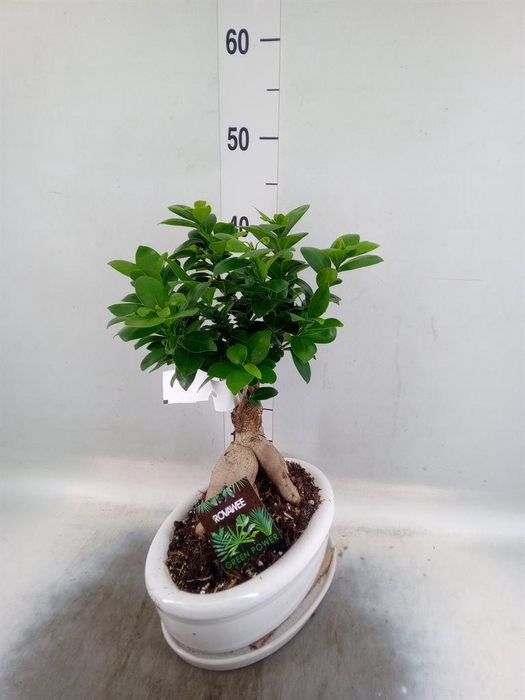 <h4>Ficus microcarpa 'Ginseng'</h4>