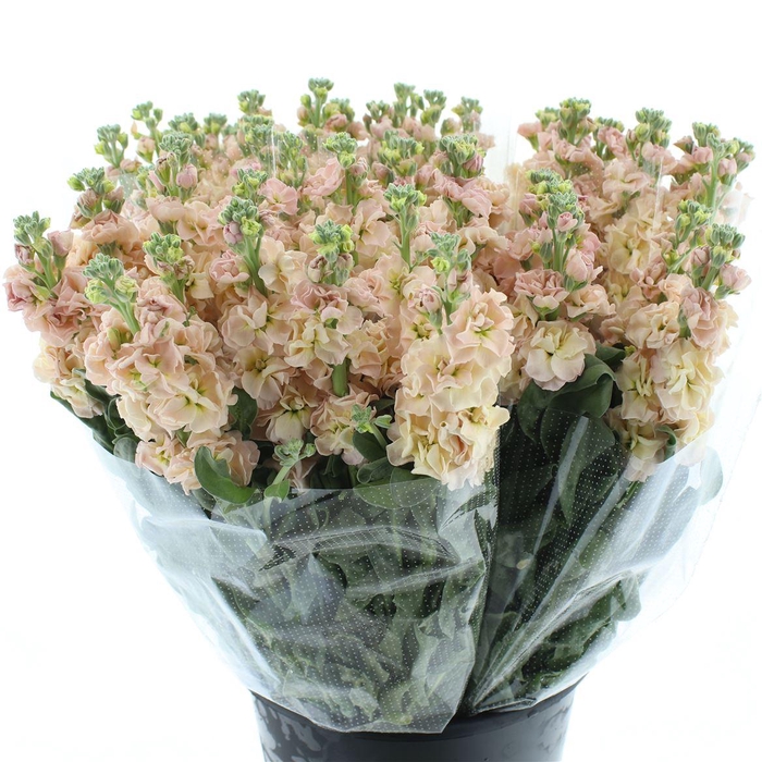 <h4>Matth Incana Iron Apricot Extra</h4>