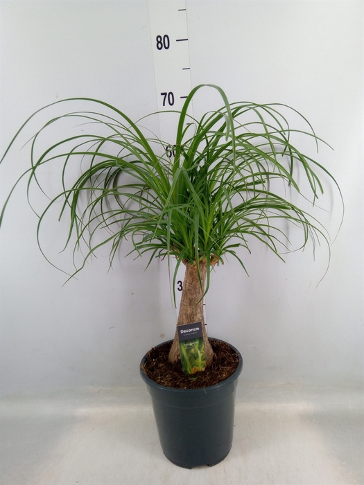 <h4>Beaucarnea recurvata</h4>