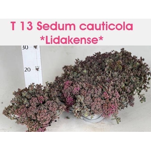 SEDUM CAUT LIDAKENSE P13