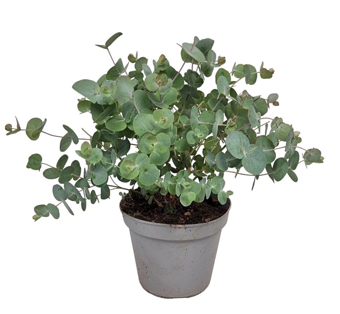 <h4>Eucalyptus Silver Dollar Bush - 564</h4>
