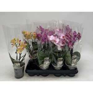 PHAL GEM