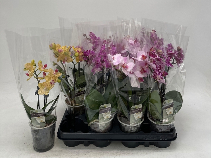 <h4>PHAL GEM</h4>