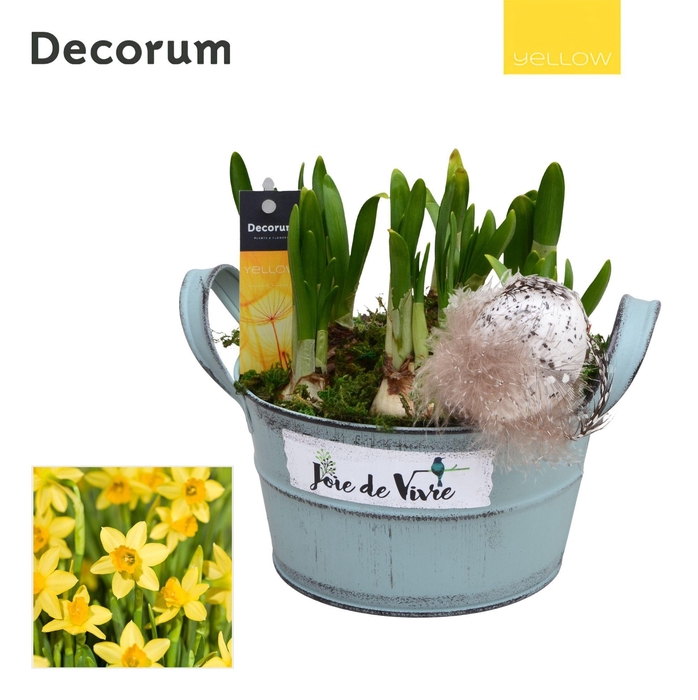 <h4>Narcis Joie de Vivre HL15565 [YELLOW]</h4>