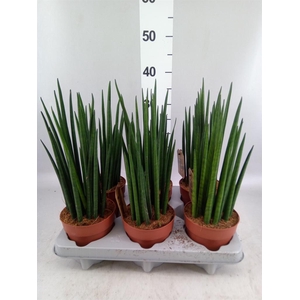 Sansevieria bacularis