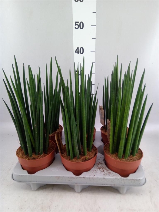 <h4>Sansevieria bacularis</h4>