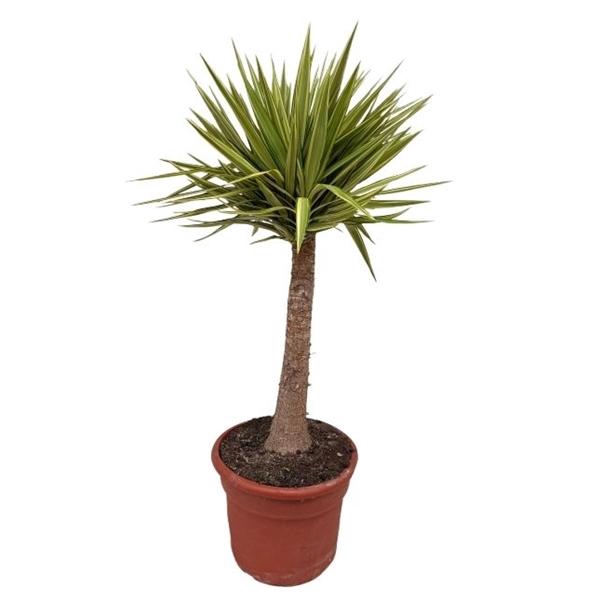 <h4>Yucca jewel P35 op stam</h4>