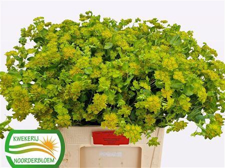<h4>Bupleurum Rotundifol</h4>