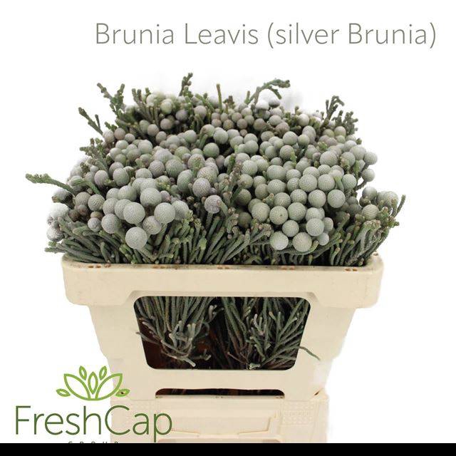<h4>BRUN LAEVIS</h4>