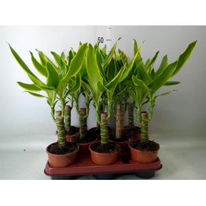 Dracaena frag. 'Golden Coast'