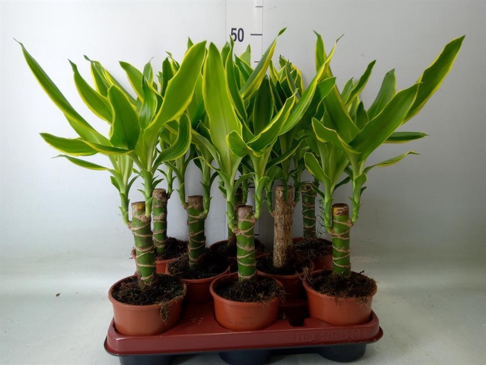 <h4>Dracaena frag. 'Golden Coast'</h4>