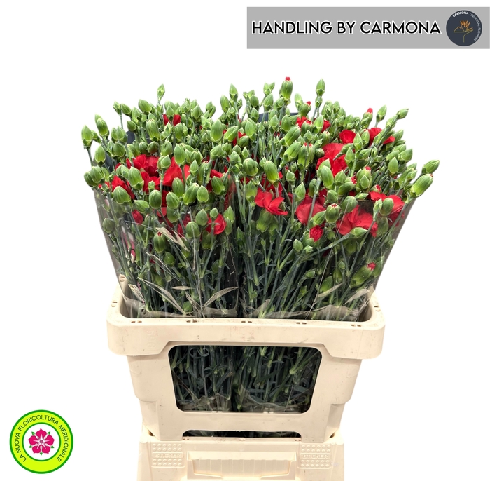 <h4>DI TE SYMPLY LOVE</h4>