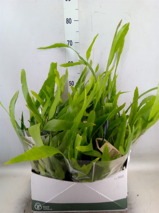 <h4>Epiphyllum   ...</h4>