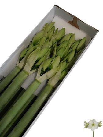 <h4>Hipp Ga Casablanca</h4>