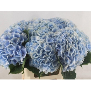 HYDRANGEA  'VERENA BLUE'