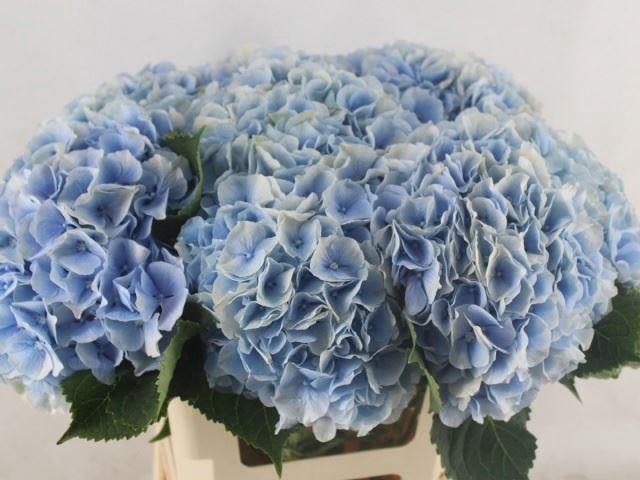 <h4>HYDRANGEA  'VERENA BLUE'</h4>