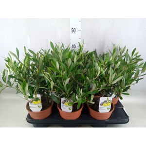 Olea europaea